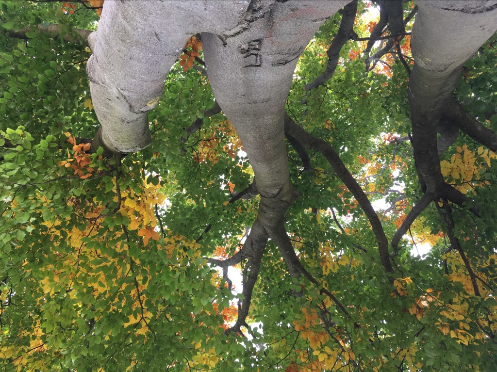 SoVery Autumn